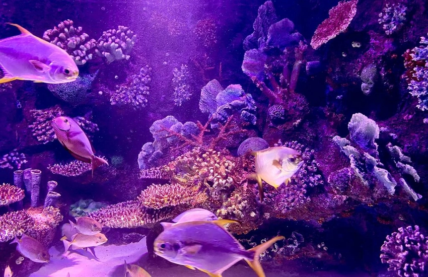 Antalya Aquarium — погружение в подводный мир