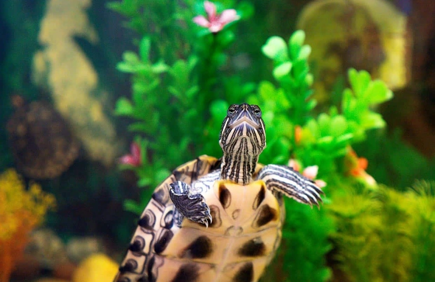 Antalya Aquarium — погружение в подводный мир