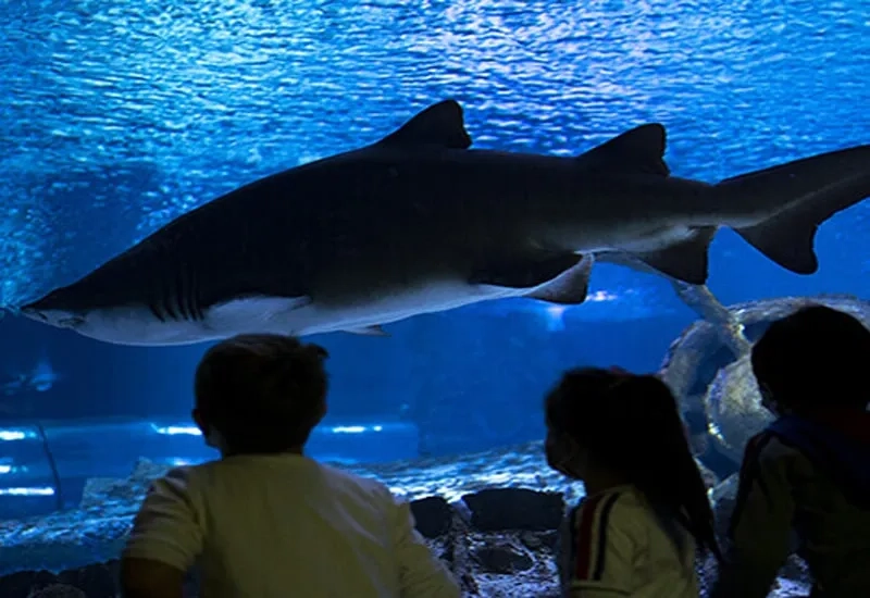 Antalya Aquarium Tour