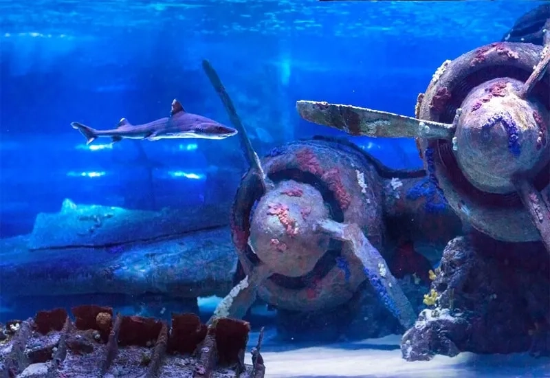 Antalya Aquarium Tour