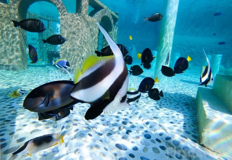 Aquarium & Schnorcheltour