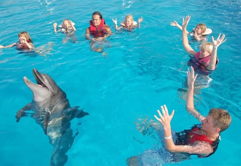 Swim with Dolphins at Sealanya