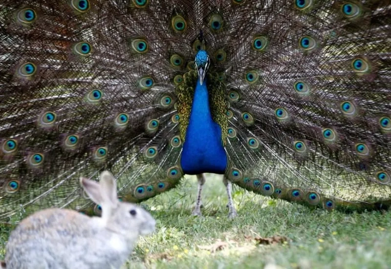 Side Löwenpark Zoo Ausflug